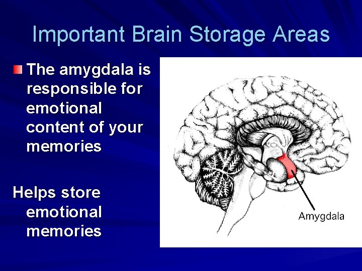 Important Brain Storage Areas The amygdala is responsible for emotional content of your memories