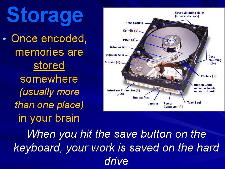 Storage • Once encoded, memories are stored somewhere (usually more than one place) in