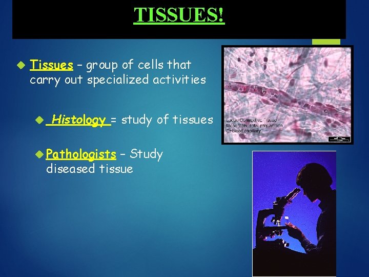 TISSUES! Tissues – group of cells that carry out specialized activities Histology = study
