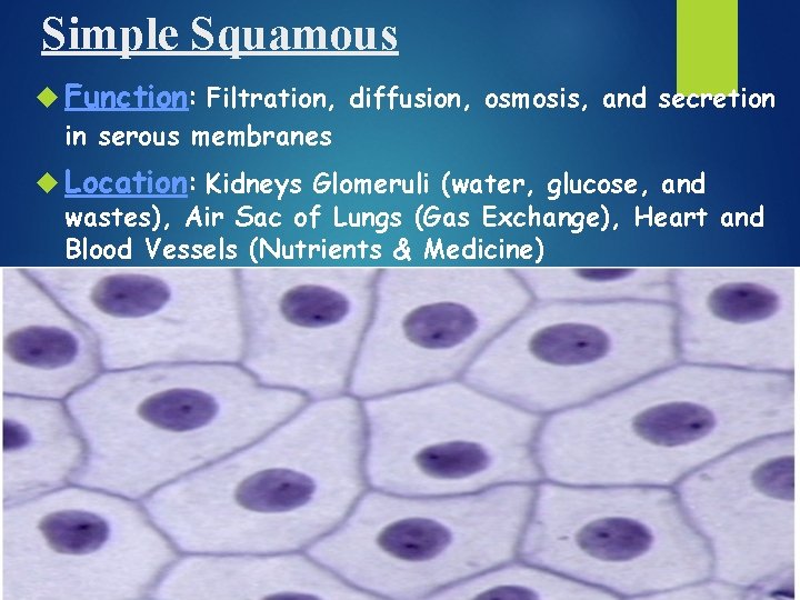 Simple Squamous Function: Filtration, diffusion, osmosis, and secretion in serous membranes Location: Kidneys Glomeruli