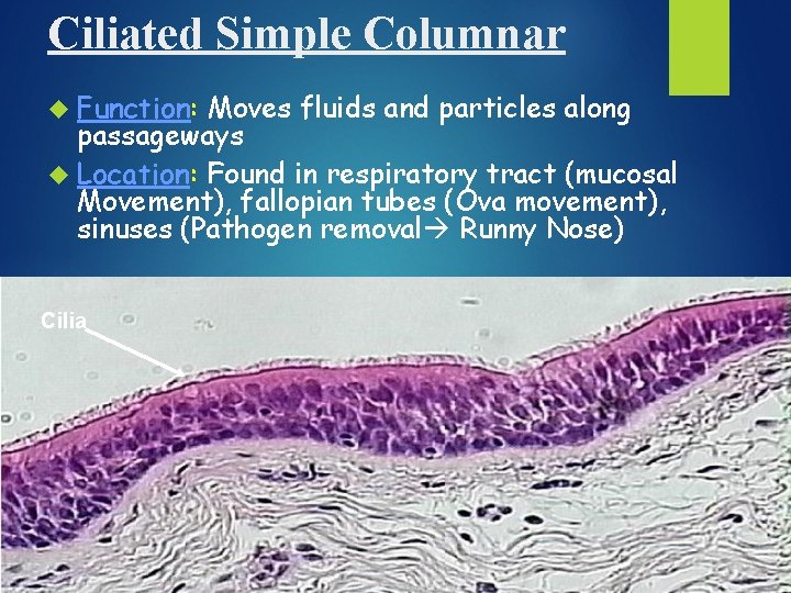 Ciliated Simple Columnar Function: Moves fluids and particles along passageways Location: Found in respiratory