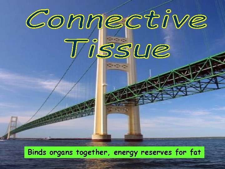 Binds organs together, energy reserves for fat 