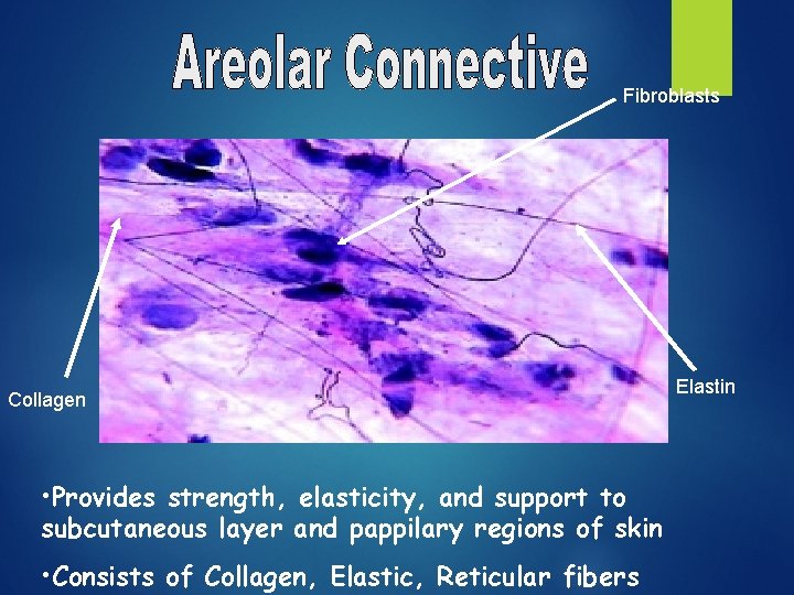 Fibroblasts Collagen • Provides strength, elasticity, and support to subcutaneous layer and pappilary regions