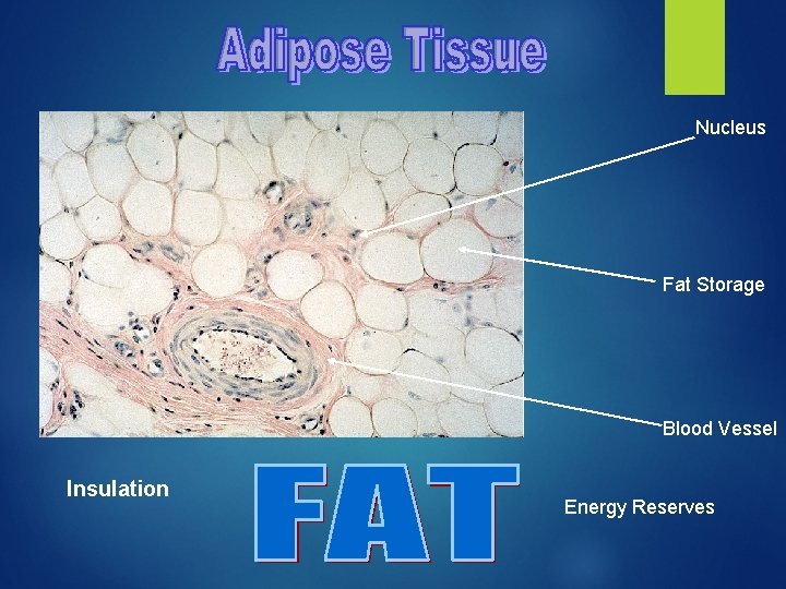 Nucleus Fat Storage Blood Vessel Insulation Energy Reserves 