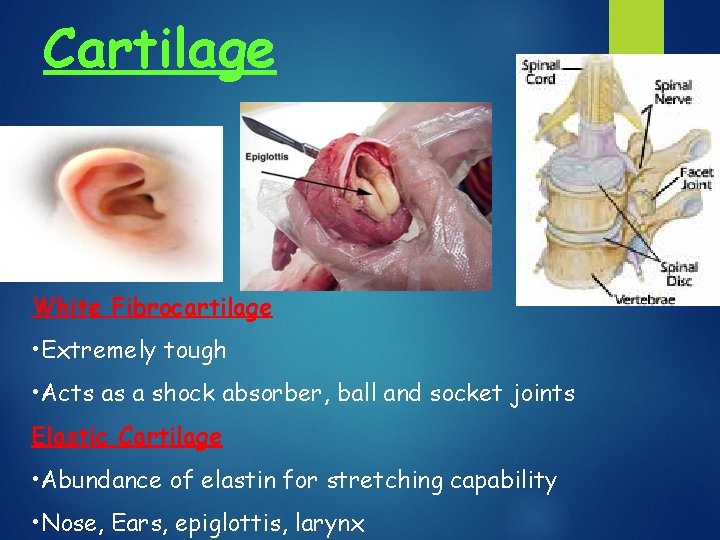 Cartilage White Fibrocartilage • Extremely tough • Acts as a shock absorber, ball and