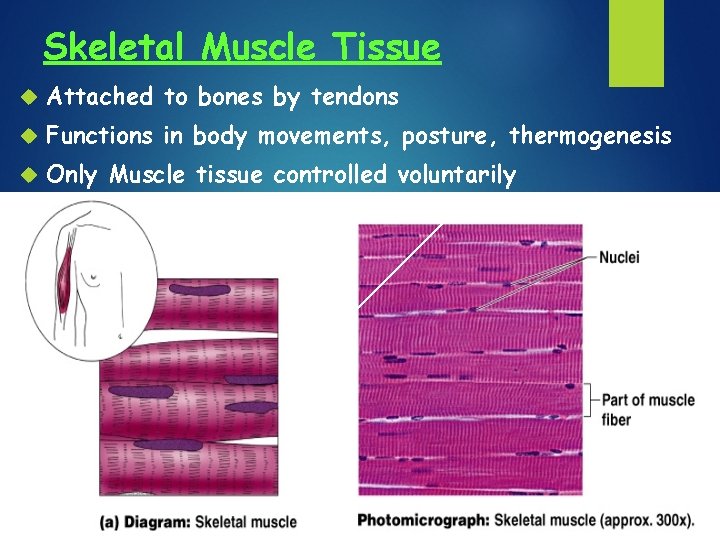Skeletal Muscle Tissue Attached to bones by tendons Functions in body movements, posture, thermogenesis