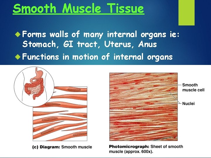 Smooth Muscle Tissue Forms walls of many internal organs ie: Stomach, GI tract, Uterus,