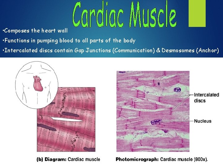  • Composes the heart wall • Functions in pumping blood to all parts