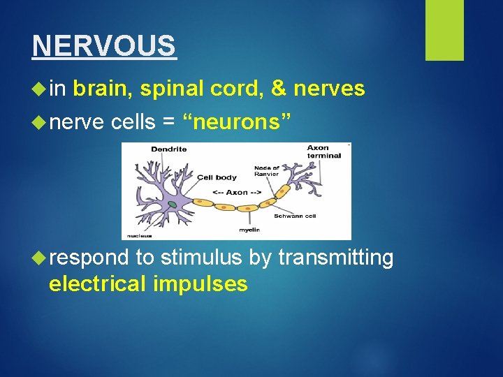 NERVOUS in brain, spinal cord, & nerves nerve cells = “neurons” respond to stimulus