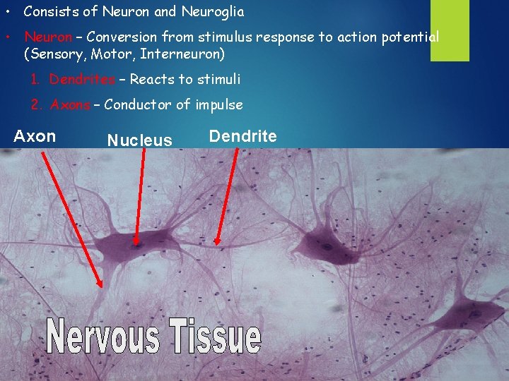  • Consists of Neuron and Neuroglia • Neuron – Conversion from stimulus response