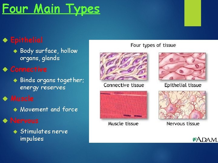 Four Main Types Epithelial Connective Binds organs together; energy reserves Muscle Body surface, hollow