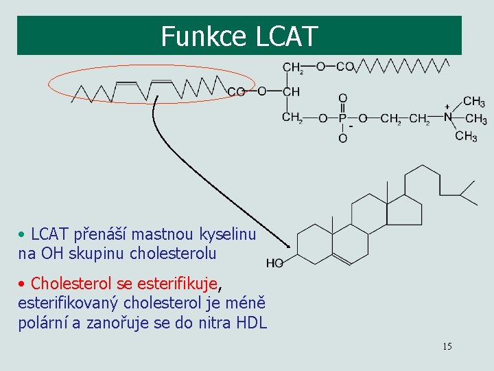 Funkce LCAT - • LCAT přenáší mastnou kyselinu na OH skupinu cholesterolu • Cholesterol