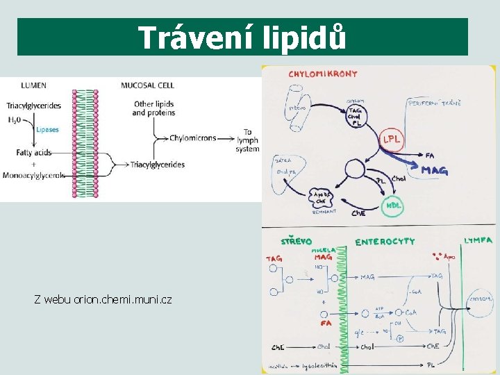 Trávení lipidů Z webu orion. chemi. muni. cz 4 