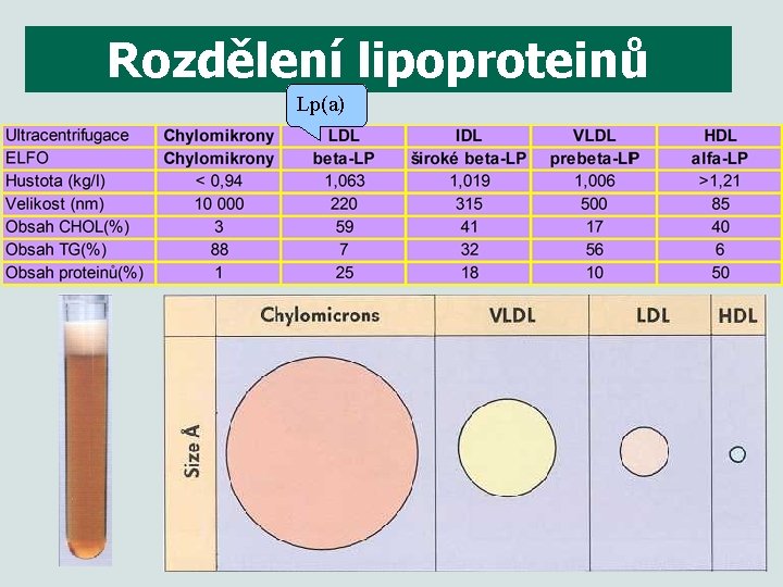 Rozdělení lipoproteinů Lp(a) 6 