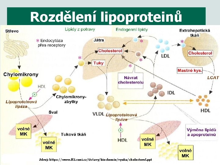 Rozdělení lipoproteinů 7 Zdroj: https: //www. lf 2. cuni. cz/Ustavy/biochemie/vyuka/cholesterol. ppt 