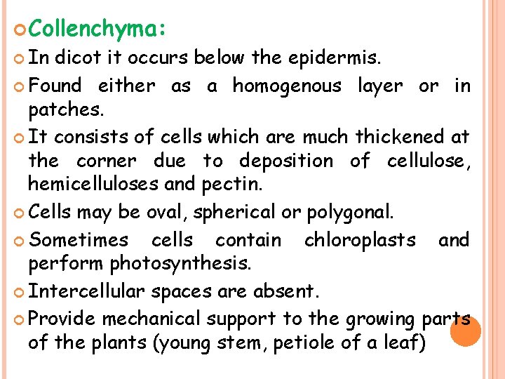  Collenchyma: In dicot it occurs below the epidermis. Found either as a homogenous