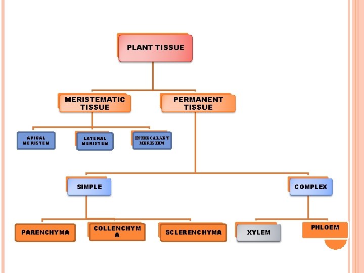 PLANT TISSUE MERISTEMATIC TISSUE APICAL MERISTEM LATERAL MERISTEM PERMANENT TISSUE INTERCALARY MERISTEM SIMPLE PARENCHYMA