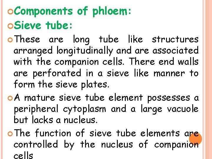  Components Sieve These tube: of phloem: are long tube like structures arranged longitudinally