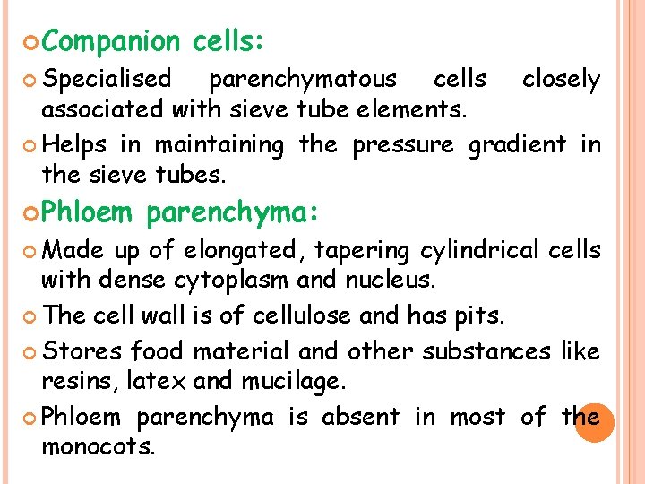  Companion cells: Specialised parenchymatous cells closely associated with sieve tube elements. Helps in