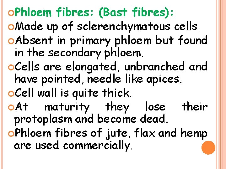  Phloem fibres: (Bast fibres): Made up of sclerenchymatous cells. Absent in primary phloem