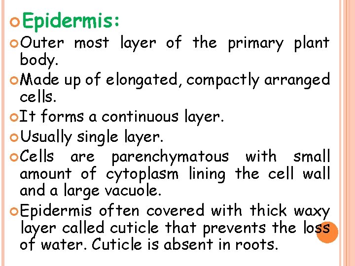  Epidermis: Outer most layer of the primary plant body. Made up of elongated,