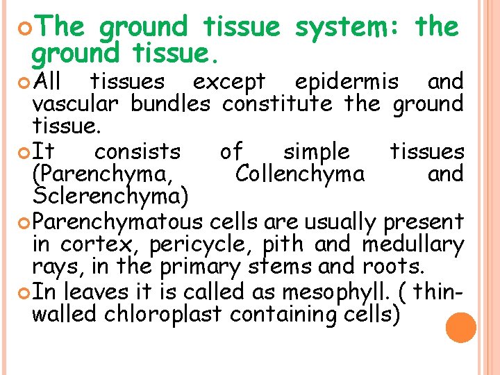  The ground tissue system: the ground tissue. All tissues except epidermis and vascular