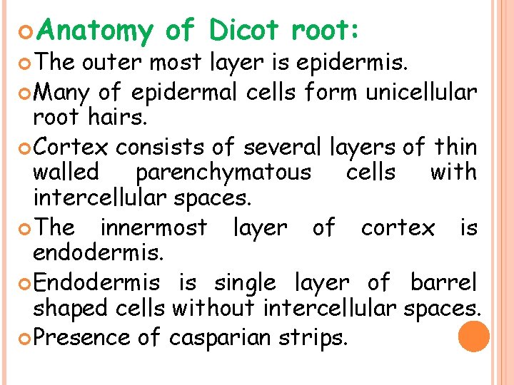  Anatomy The of Dicot root: outer most layer is epidermis. Many of epidermal