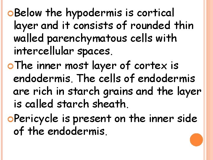  Below the hypodermis is cortical layer and it consists of rounded thin walled