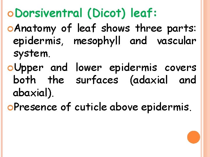  Dorsiventral Anatomy (Dicot) leaf: of leaf shows three parts: epidermis, mesophyll and vascular