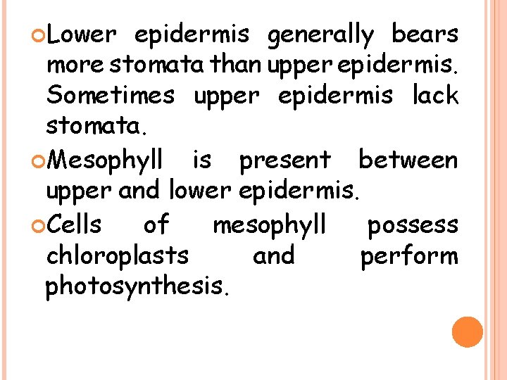  Lower epidermis generally bears more stomata than upper epidermis. Sometimes upper epidermis lack