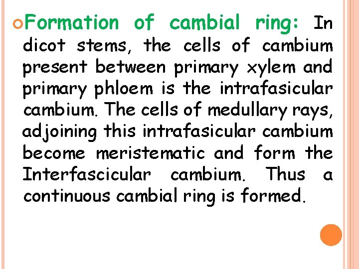  Formation of cambial ring: In dicot stems, the cells of cambium present between