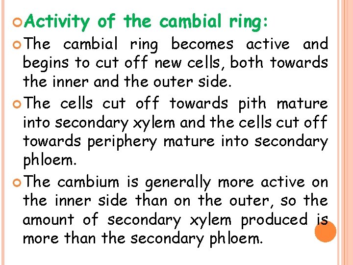  Activity The of the cambial ring: cambial ring becomes active and begins to