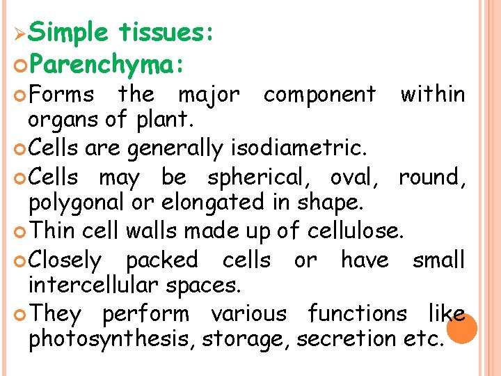 ØSimple tissues: Parenchyma: Forms the major component within organs of plant. Cells are generally