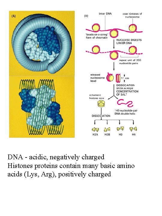 DNA - acidic, negatively charged Histones proteins contain many basic amino acids (Lys, Arg),