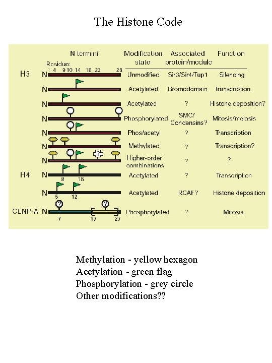 The Histone Code Methylation - yellow hexagon Acetylation - green flag Phosphorylation - grey