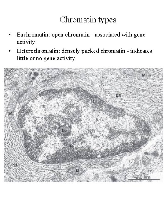 Chromatin types • Euchromatin: open chromatin - associated with gene activity • Heterochromatin: densely