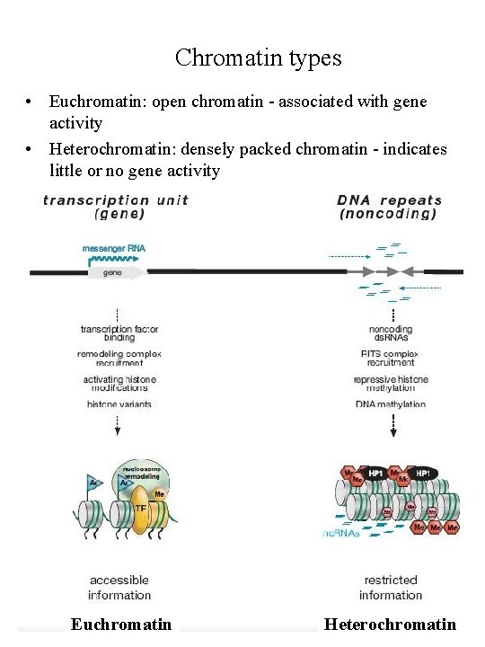 Chromatin types • Euchromatin: open chromatin - associated with gene activity • Heterochromatin: densely