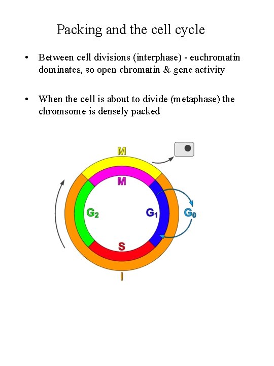 Packing and the cell cycle • Between cell divisions (interphase) - euchromatin dominates, so