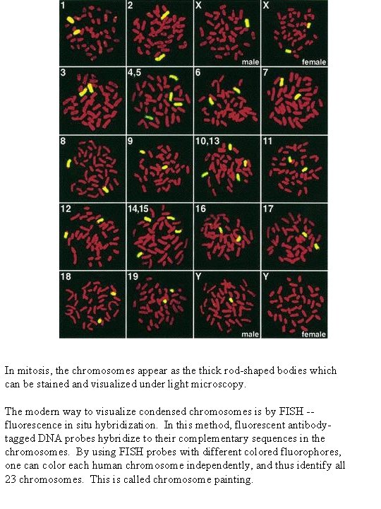 In mitosis, the chromosomes appear as the thick rod-shaped bodies which can be stained