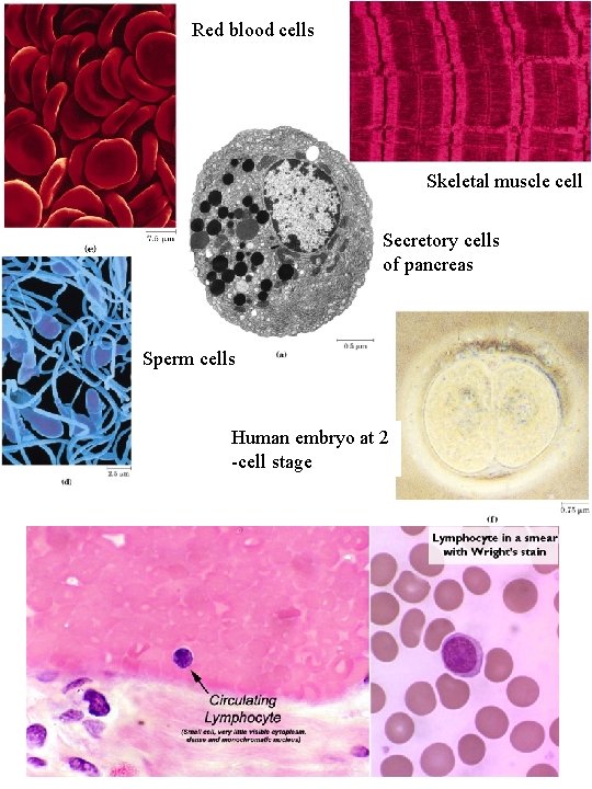 Red blood cells Skeletal muscle cell Secretory cells of pancreas Sperm cells Human embryo