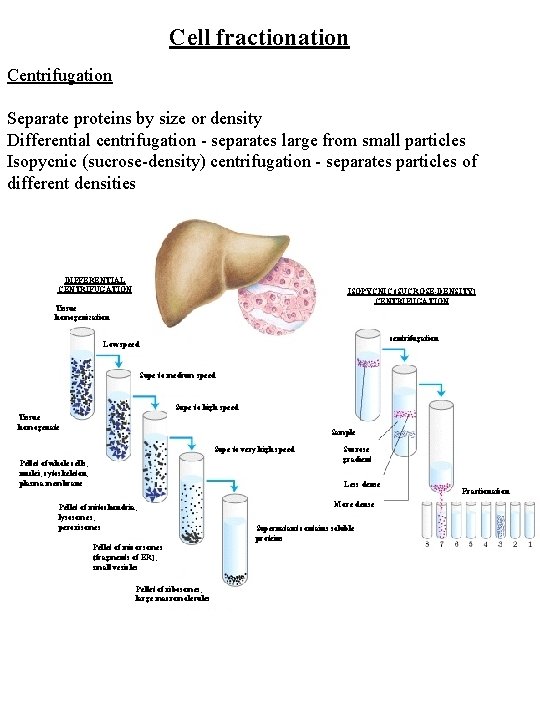 Cell fractionation Centrifugation Separate proteins by size or density Differential centrifugation - separates large