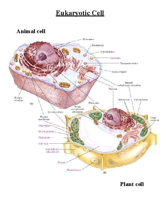 Eukaryotic Cell Animal cell Plant cell 