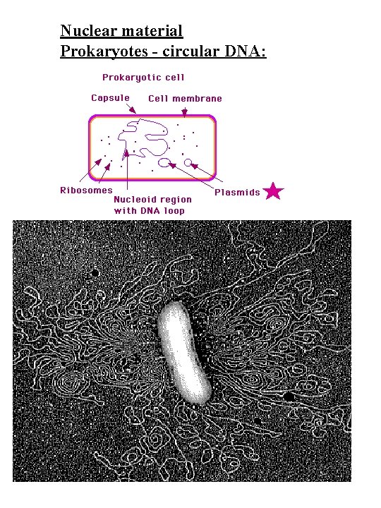 Nuclear material Prokaryotes - circular DNA: 