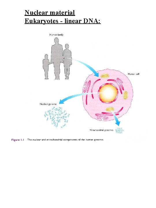 Nuclear material Eukaryotes - linear DNA: 