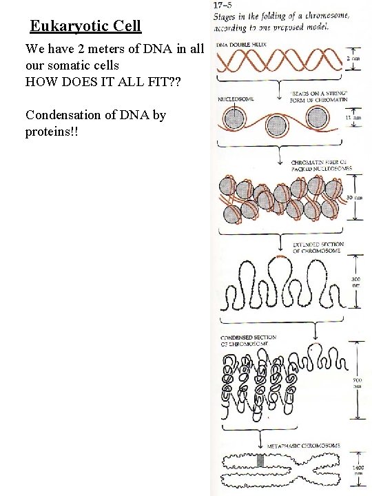 Eukaryotic Cell We have 2 meters of DNA in all our somatic cells HOW
