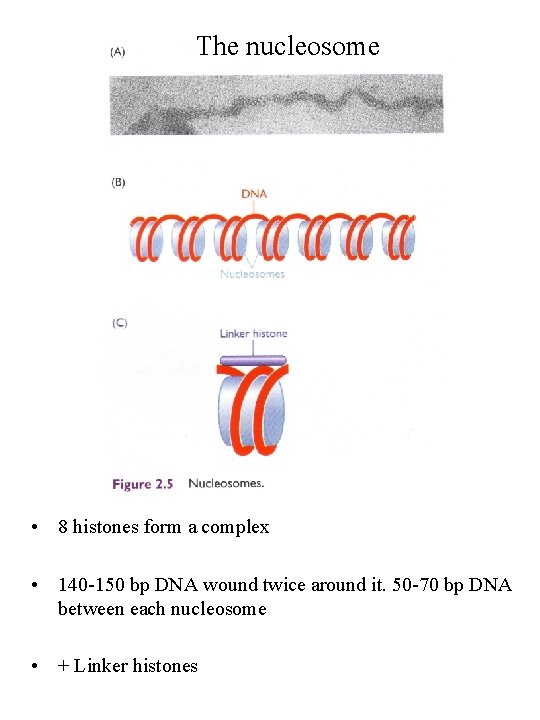 The nucleosome • 8 histones form a complex • 140 -150 bp DNA wound