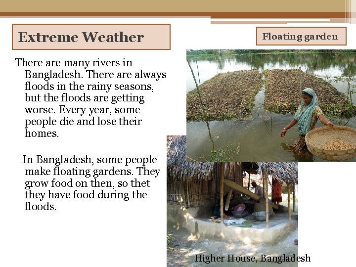Extreme Weather Floating garden There are many rivers in Bangladesh. There always floods in Extreme Weather Floating garden There are many rivers in Bangladesh. There always floods in