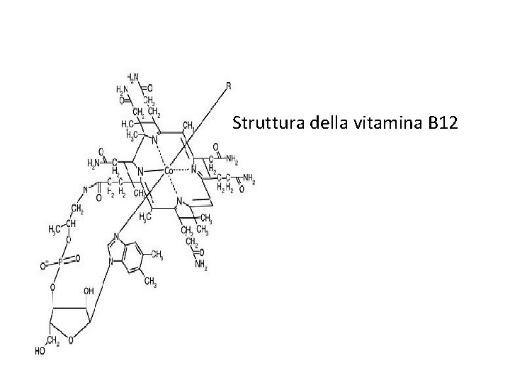 Struttura della vitamina B 12 