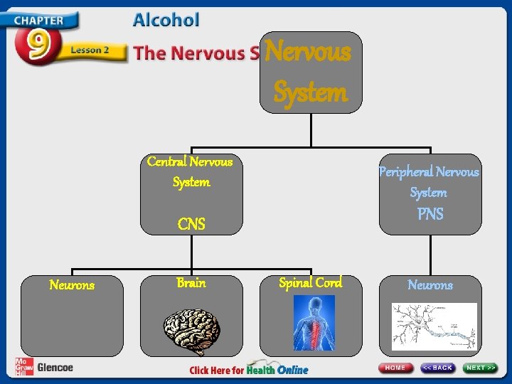 Nervous System Central Nervous System Peripheral Nervous System PNS CNS Neurons Brain Spinal Cord