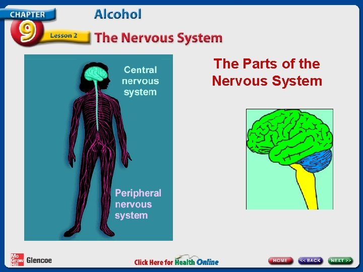 The Parts of the Nervous System 